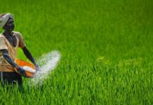 India Green Urea Plan Targets Cleaner Fertiliser India Green Urea Plan Targets Cleaner Fertiliser