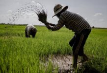 Tamil Nadu Fertiliser Prices Raise Rural Concerns Tamil Nadu Fertiliser Prices Raise Rural Concerns