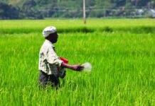 India Bio Fertilisers Shape Future Agriculture India Bio Fertilisers Shape Future Agriculture