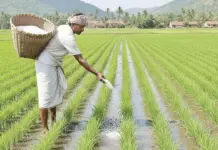 Odisha Fertiliser Supply Faces Fresh Pressure Odisha Fertiliser Supply Faces Fresh Pressure