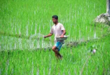 India Fertiliser Imports Reinforce National Supply Security India Fertiliser Imports Reinforce National Supply Security