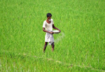 Uttar Pradesh Fertiliser Supply Faces Seasonal Demand Test Uttar Pradesh Fertiliser Supply Faces Seasonal Demand Test