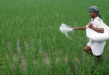 India Fertiliser Reserves Support Farm Stability India Fertiliser Reserves Support Farm Stability