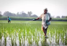 India Balanced Fertiliser Use Gains Policy Focus India Balanced Fertiliser Use Gains Policy Focus