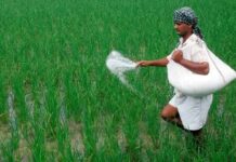 India Fertiliser Sector Moves Toward Cleaner Ammonia India Fertiliser Sector Moves Toward Cleaner Ammonia
