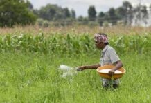 India’s fertiliser demand softens amid uneven monsoon India’s fertiliser demand softens amid uneven monsoon
